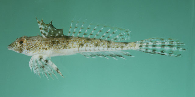 Callionymus persicus Regan, 1905